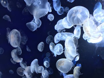 サンシャイン水族館に投稿された画像（2020/8/8）