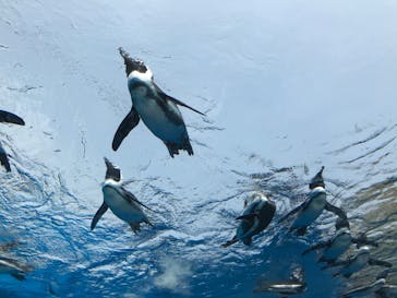 サンシャイン水族館に投稿された画像（2020/8/8）