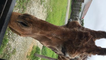 那須サファリパークに投稿された画像（2020/8/8）