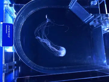 すみだ水族館に投稿された画像（2020/8/8）