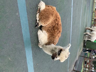 八ヶ岳アルパカ牧場に投稿された画像（2020/8/8）