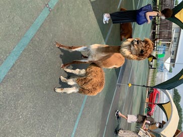 八ヶ岳アルパカ牧場に投稿された画像（2020/8/8）