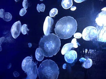 サンシャイン水族館に投稿された画像（2020/8/8）