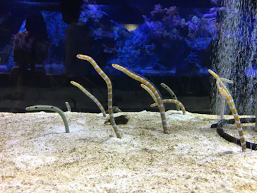 すみだ水族館に投稿された画像（2020/8/8）