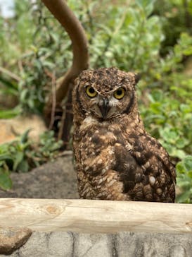 伊豆シャボテン動物公園に投稿された画像（2020/8/8）