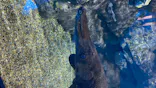仙台うみの杜水族館に投稿された画像（2020/8/8）