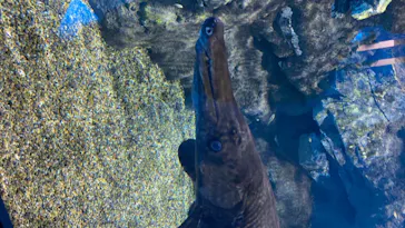 仙台うみの杜水族館に投稿された画像（2020/8/8）