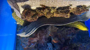 仙台うみの杜水族館に投稿された画像（2020/8/8）