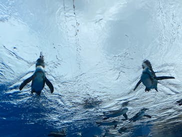 サンシャイン水族館に投稿された画像（2020/8/8）