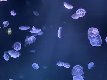 サンシャイン水族館に投稿された画像（2020/8/8）