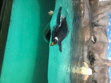 神戸どうぶつ王国に投稿された画像（2020/8/8）