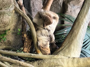 神戸どうぶつ王国に投稿された画像（2020/8/8）