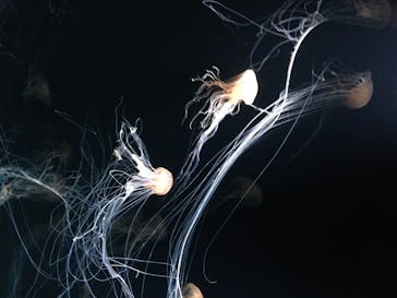 サンシャイン水族館に投稿された画像（2020/8/8）