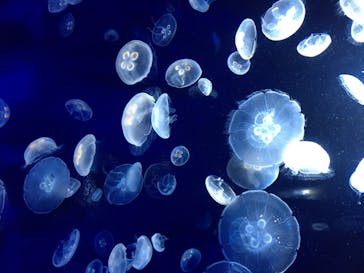 サンシャイン水族館に投稿された画像（2020/8/8）