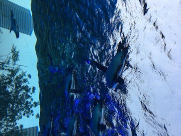サンシャイン水族館に投稿された画像（2020/8/8）