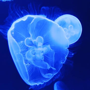 サンシャイン水族館に投稿された画像（2020/8/8）