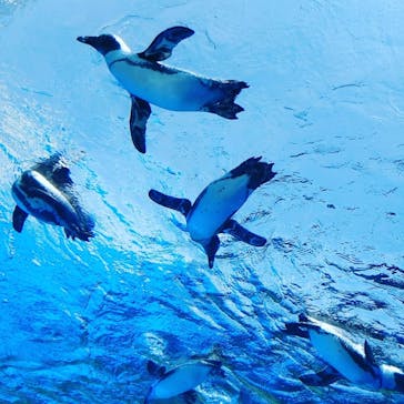 サンシャイン水族館に投稿された画像（2020/8/8）