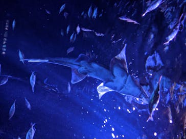 サンシャイン水族館に投稿された画像（2020/8/8）