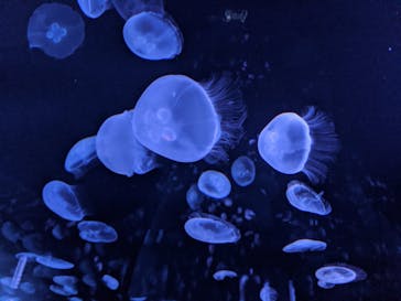 サンシャイン水族館に投稿された画像（2020/8/8）