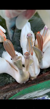 伊豆シャボテン動物公園に投稿された画像（2020/8/8）