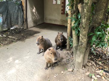 群馬サファリパークに投稿された画像（2020/8/8）