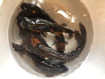 としまえんに投稿された画像（2020/8/8）