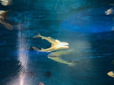 アクアワールド茨城県大洗水族館に投稿された画像（2020/8/8）