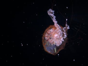 京都水族館に投稿された画像（2020/8/8）