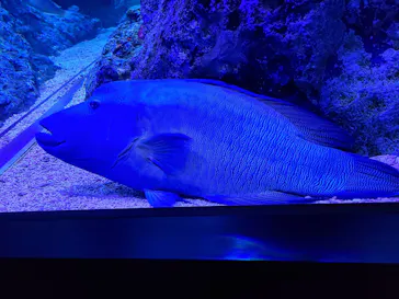 すみだ水族館に投稿された画像（2020/8/8）