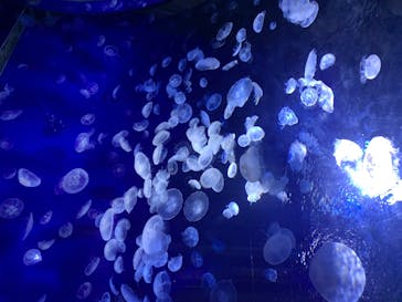 サンシャイン水族館に投稿された画像（2020/8/8）