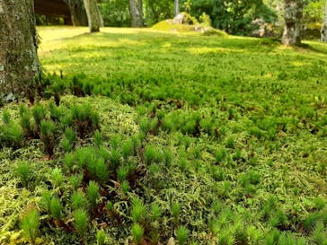 箱根美術館に投稿された画像（2020/8/8）