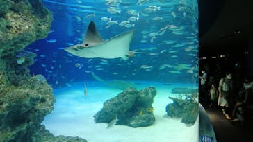 サンシャイン水族館に投稿された画像（2020/8/8）