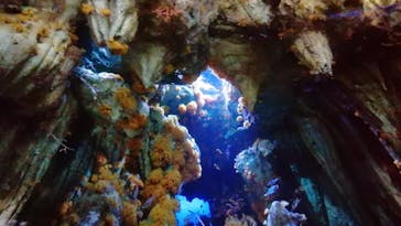 サンシャイン水族館に投稿された画像（2020/8/8）