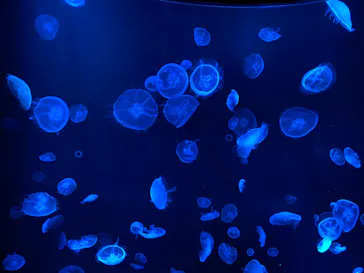 すみだ水族館に投稿された画像（2020/8/8）