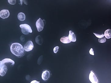 サンシャイン水族館に投稿された画像（2020/8/8）