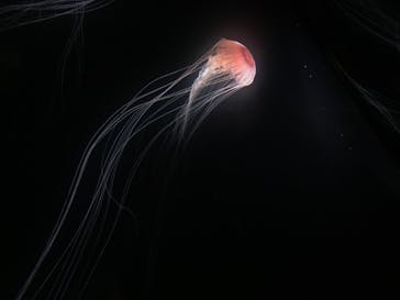 サンシャイン水族館に投稿された画像（2020/8/8）