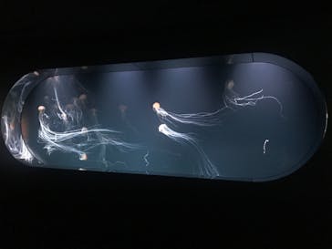 サンシャイン水族館に投稿された画像（2020/8/8）