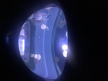 サンシャイン水族館に投稿された画像（2020/8/8）