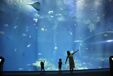 アクアワールド茨城県大洗水族館に投稿された画像（2020/8/8）