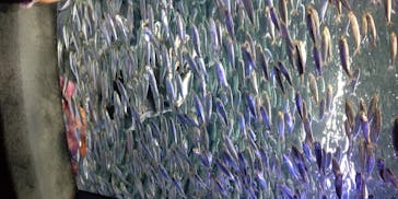 サンシャイン水族館に投稿された画像（2020/8/8）