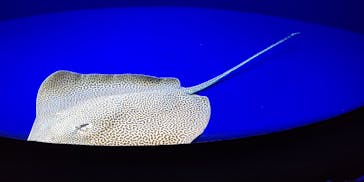 サンシャイン水族館に投稿された画像（2020/8/8）