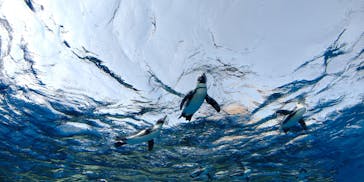 サンシャイン水族館に投稿された画像（2020/8/8）