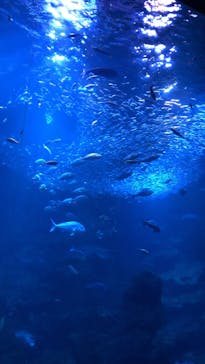 京都水族館に投稿された画像（2020/8/8）