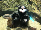仙台うみの杜水族館に投稿された画像（2020/8/9）