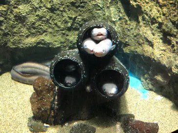 仙台うみの杜水族館に投稿された画像（2020/8/8）