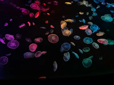 すみだ水族館に投稿された画像（2020/8/8）