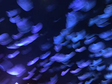 すみだ水族館に投稿された画像（2020/8/9）