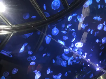 すみだ水族館に投稿された画像（2020/8/9）