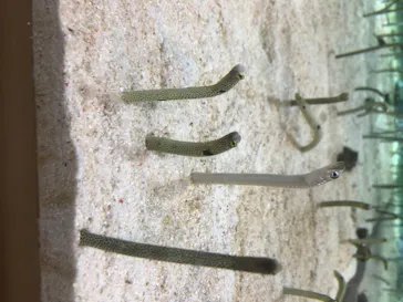 すみだ水族館に投稿された画像（2020/8/9）