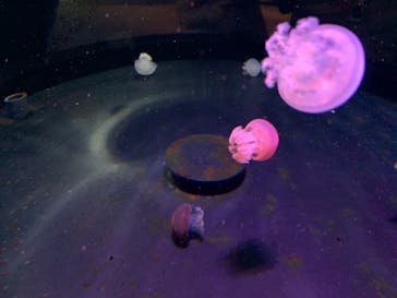 株式会社Gに投稿された画像（2020/8/9）